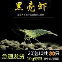 New 8 black shell shrimp small tank cleaning shrimp turtle feed algae removal shrimp ornamental shrimp tool shrimp grass tank aquarium fish