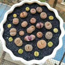 Succulent plant granular soil paving stone nutrient soil universal kaiseki vermiculite perlite green zeolite red jade soil