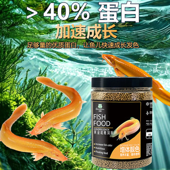 Golden loach feed is cheap and the fish grows well after eating it