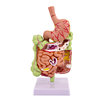 Human Digestive System Anatomy Model Large Intestine Model Rectum Duodenum Internal Organs Gastrointestinal Anatomy Structure Model