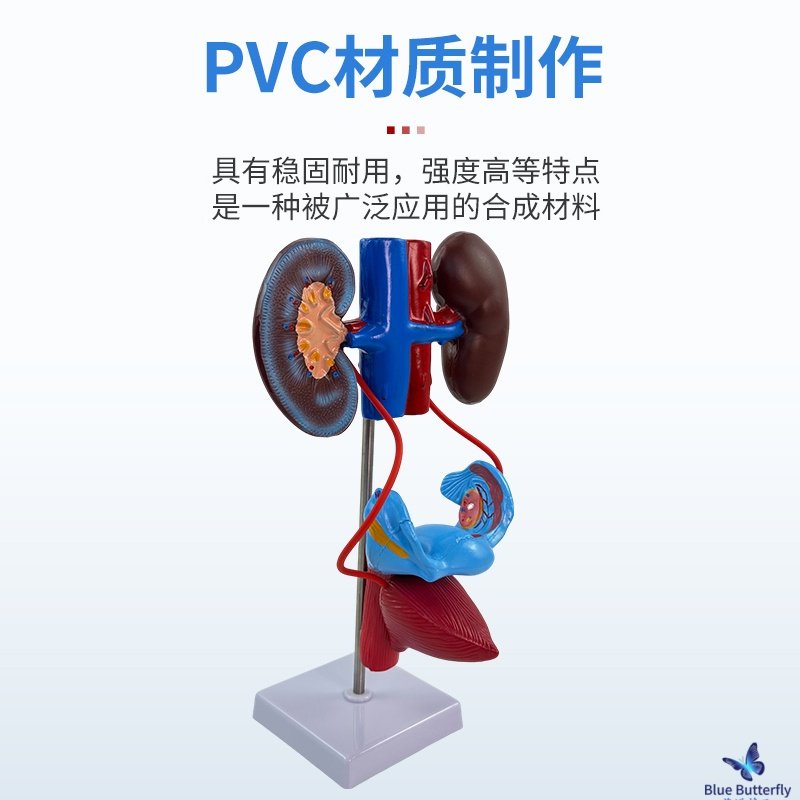 Human Nervous System Model Central Spinal Cord Circulatory System Urinary System Digestive System Endocrine System
