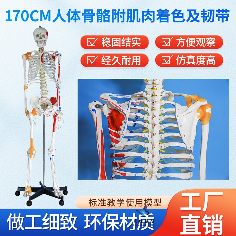 教学170CM全身人体骨骼模型附肌肉韧带骨盆瑜伽关节可拆结构骨架