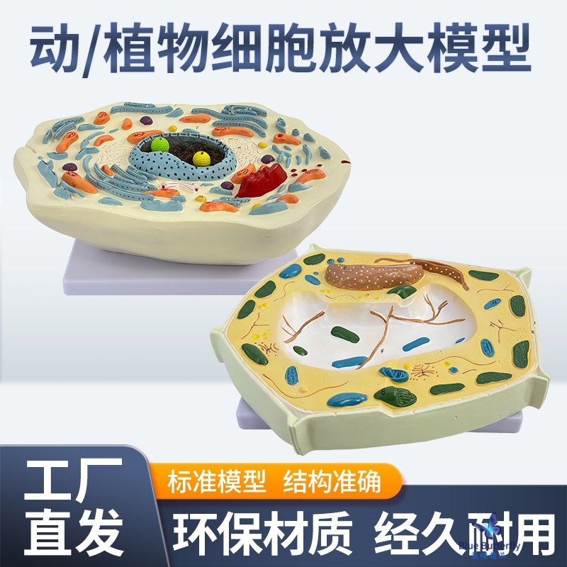 Animal and Plant Cell Model Microscopic Structure Anatomy Model Cell Membrane Cytoplasm Nucleus Mitochondria