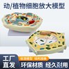 Animal and Plant Cell Model Microscopic Structure Anatomy Model Cell Membrane Cytoplasm Nucleus Mitochondria
