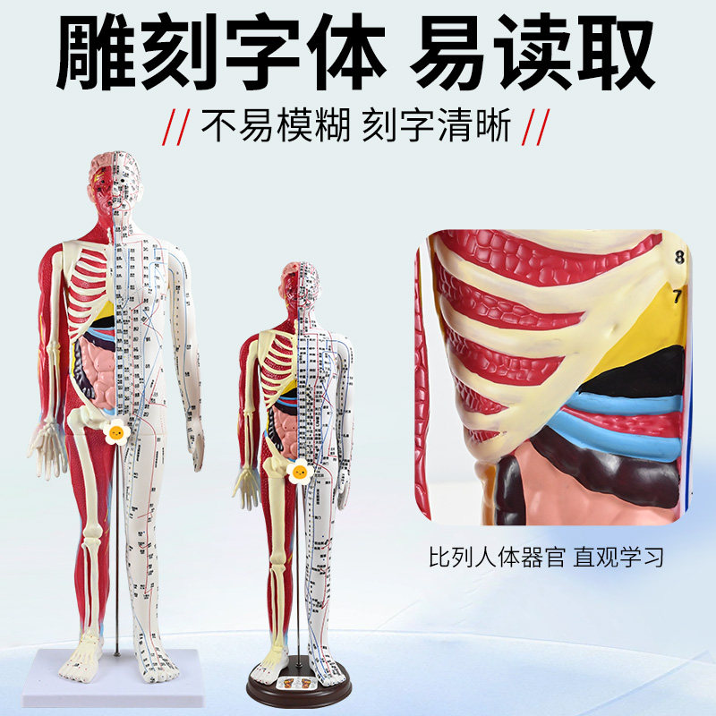 60cm Half-Skin Half-Muscle Anatomical Acupuncture Model with Engraved Human Body Acupuncture Points, Ultra-High Definition, for Acupuncture and Massage Teaching