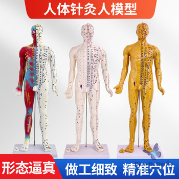 85cm Traditional Chinese Medicine Acupuncture Point Human Body Model Teaching Model Full Body Twelve Meridians Chart Half Leather Half Skeleton Anatomical Copper Manikin