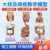 Human Digestive System Anatomy Model Large Intestine Model Rectum Duodenum Internal Organs Gastrointestinal Anatomy Structure Model