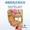 Human Digestive System Anatomy Model Large Intestine Model Rectum Duodenum Internal Organs Gastrointestinal Anatomy Structure Model