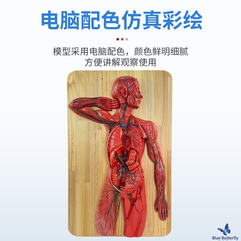 Human Nervous System Model Central Spinal Cord Circulatory System Urinary System Digestive System Endocrine System