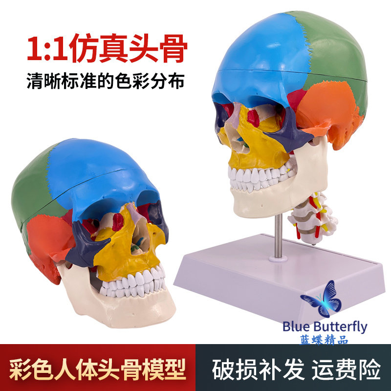 人体头颅骨着色模型 彩色头骨性分离模型带颈椎上色区分22块区域