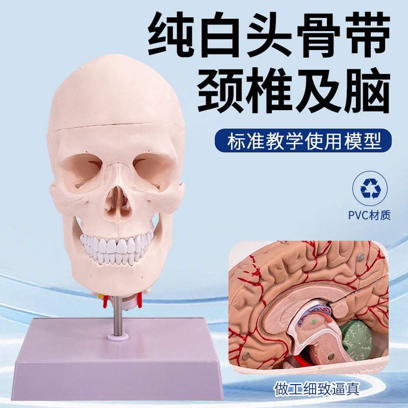 1:1自然大头颅骨附8部件脑及颈椎模型 医学仿真骷髅 头骨解剖标本