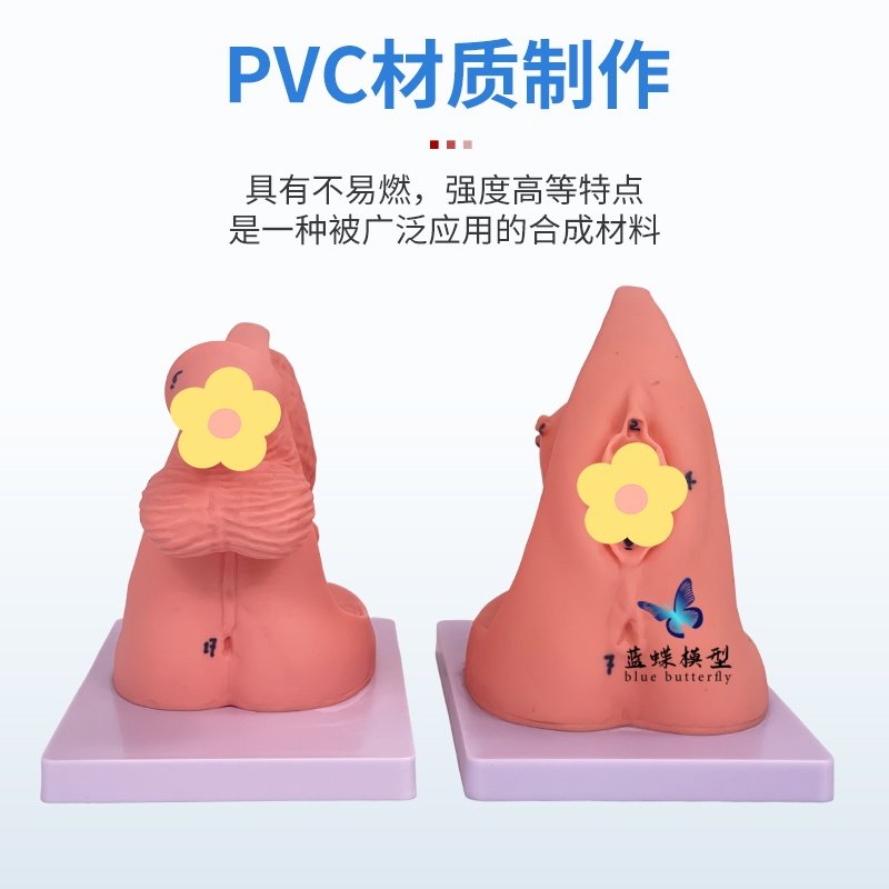 Anatomical Models of Internal and External Reproductive Organs for Men and Women, and Female Urinary and Reproductive System Models