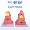 Anatomical Models of Internal and External Reproductive Organs for Men and Women, and Female Urinary and Reproductive System Models