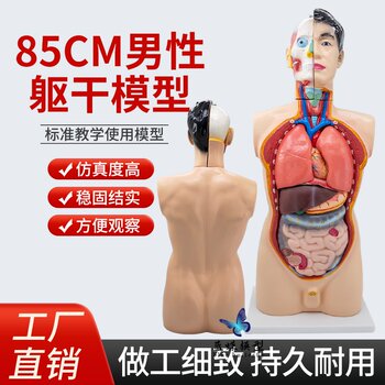 85cm Human Anatomy Organ Detachable Medical Teaching Heart Internal Organs Model Male Torso System Structure Diagram