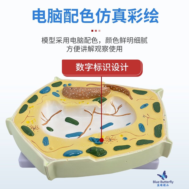 Animal and Plant Cell Model Microscopic Structure Anatomy Model Cell Membrane Cytoplasm Nucleus Mitochondria