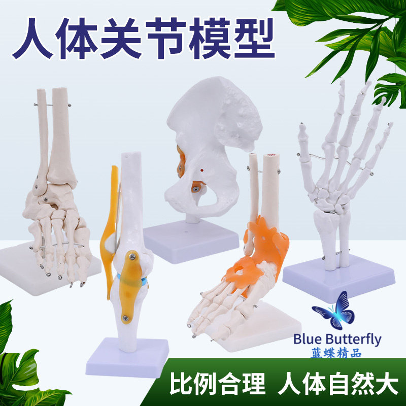 Human Knee Joint Model, Shoulder Joint, Elbow Joint, Hand Joint, Foot Joint, Hip Joint Model, 1:1 Skeleton Model