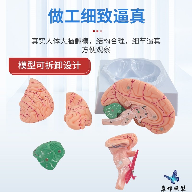 Medical Human Brain Anatomy Model Hemisphere Brainstem Brain Chamber Interbrain Cerebellum Model Neurology Brain Science Teaching Aids