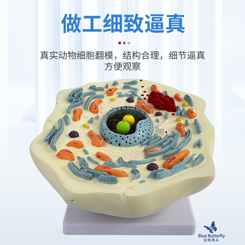 Animal and Plant Cell Model Microscopic Structure Anatomy Model Cell Membrane Cytoplasm Nucleus Mitochondria