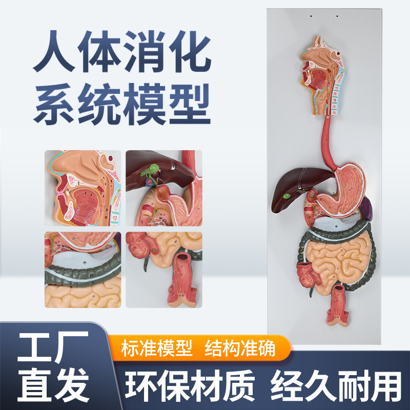 人体消化系统模型 消化道胃剖面 鼻咽喉 胃解剖 肛肠科大小肠模型