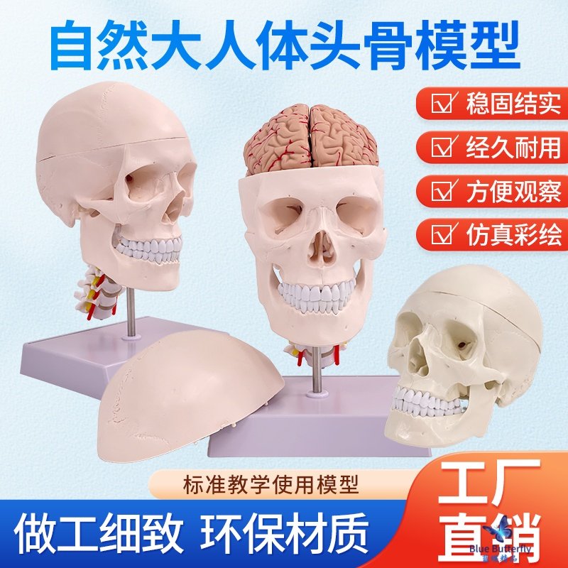 成人1：1医学仿真人体头骨模型头颅骨解剖 白色头骨带颈椎脑解剖