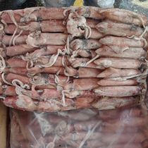 Selected No. 5 red tube squid deep sea electric light caught seafood frozen fresh pen tube hot pot ingredients 15-18 kg