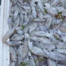 Sea-caught nudibranch fresh nudibranch nudibranch nudibranch nudibranch black squid squid seafood quick-frozen delivery