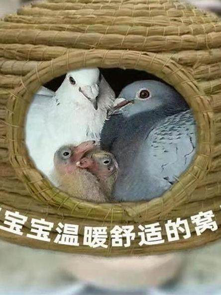 Pigeon Nest, Pigeon Nest, Pigeon Nest, Special Quail, Black Phoenix Bird Nest, Parrot Nest, Warm Bird's Nest, Egg-Laying Grass Nest