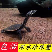 Baby turtle universal tortoise care simulation Chinese tortoise egg advanced map hatching small map flame red ears