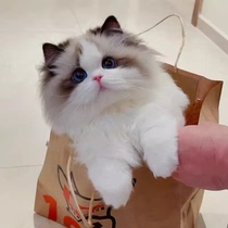 Purebred ragdoll cat race-level fairy cat kitten live long-haired cat kitten pet cat live creature ragdoll cat kitten
