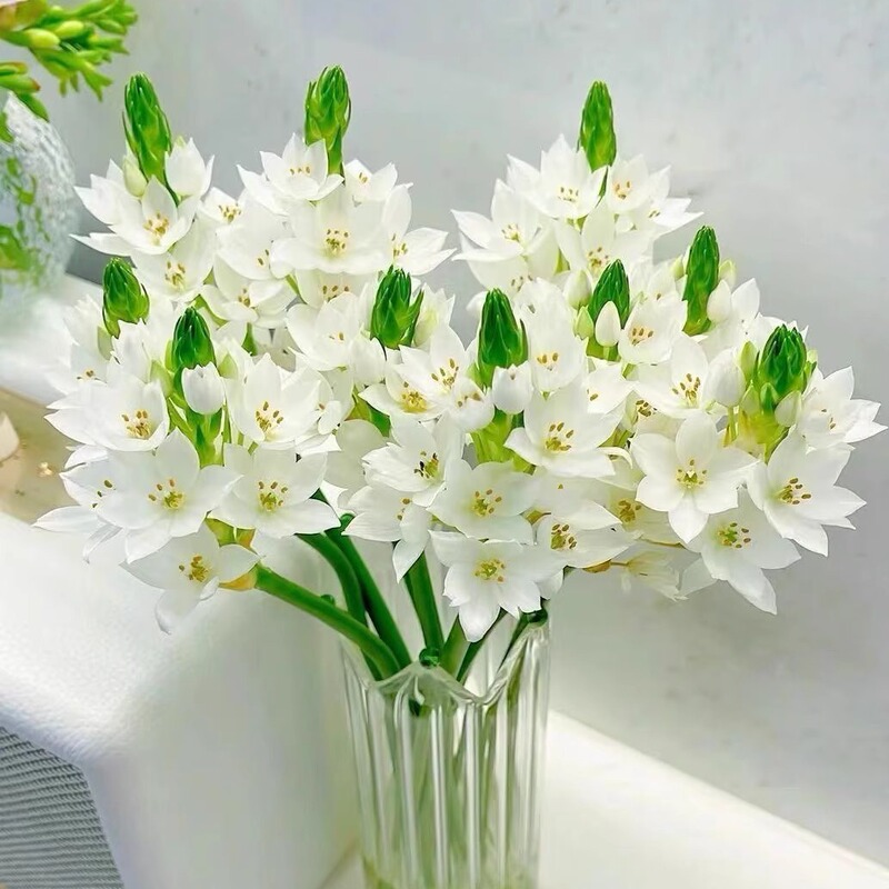 Sacred Heart Lily (Explosive Blooming Wonder)——Long-Lasting Flowering Period, High-Quality Niche Seasonal Flower Material, High-End Vase Arrangement