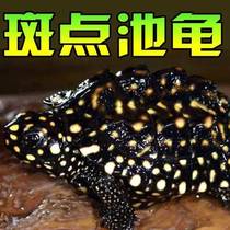 Accessories simulation multi-spec spot four famous period knife pendants souvenirs living animal collection small accessories landscaping turtles