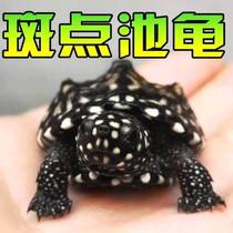 Accessories hot-selling package transportation knife drop stage Nimi simulation babys breath crawling set box supply kindergarten