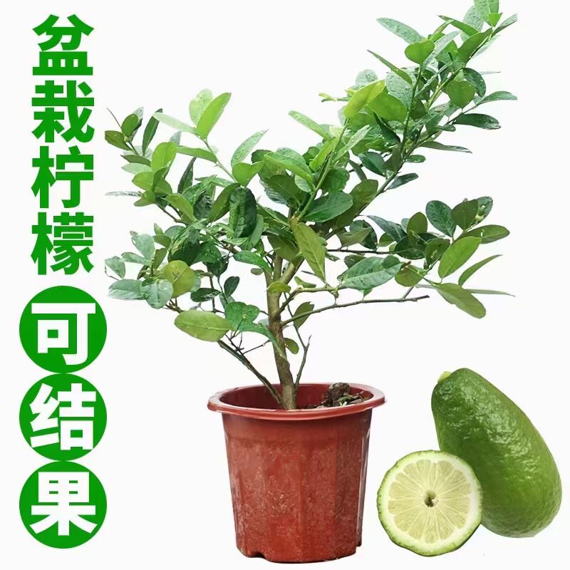 广西钦达优农业