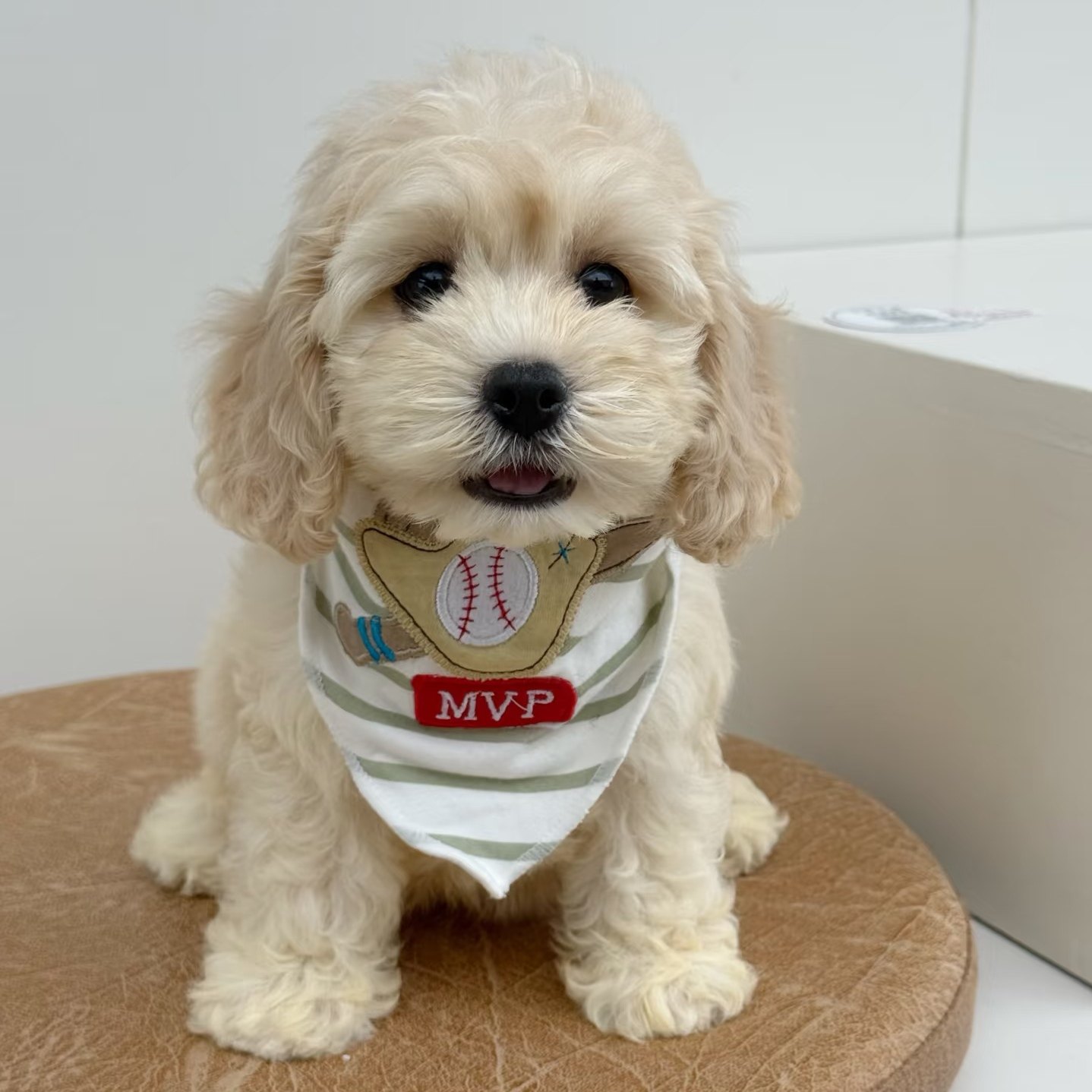 可卡布幼犬多少钱？超值萌宠等你带回家 🐶💖-宠物-淘宝好物网