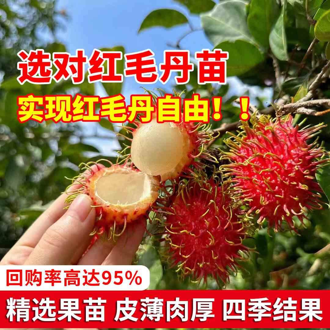 正宗嫁接红毛丹树苗南方种植当年结果？毛荔枝苗地栽盆栽有何区别？-果树种子种苗-淘宝好物网