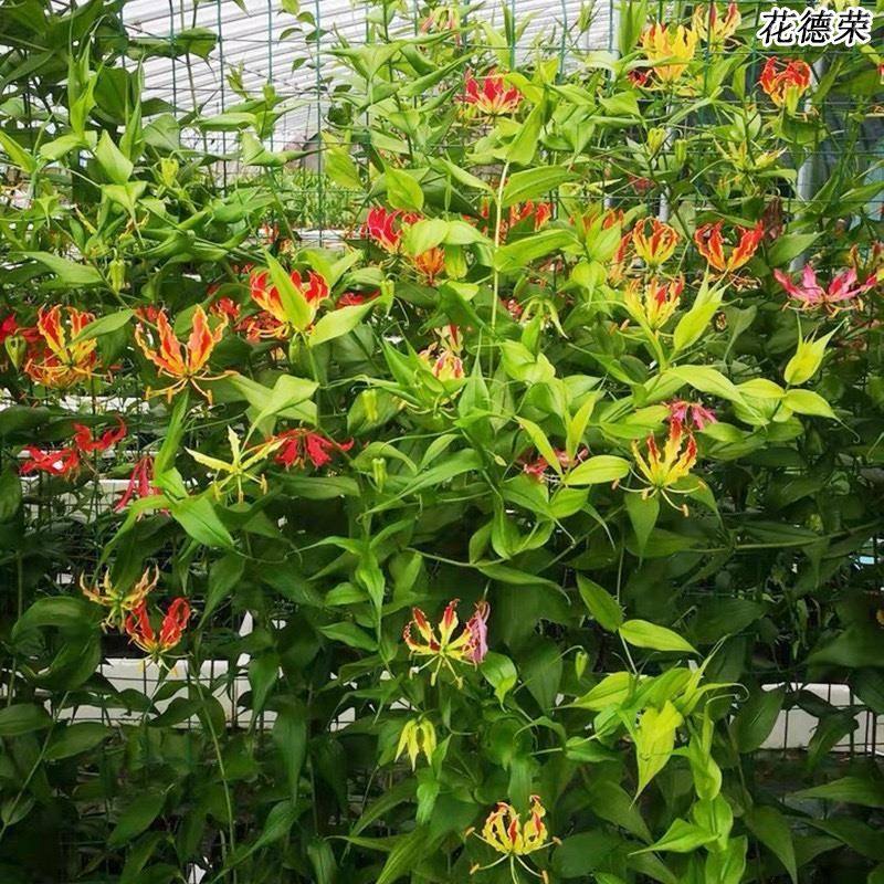 荷兰嘉兰百合火焰宫灯花：阳台庭院的梦幻新宠