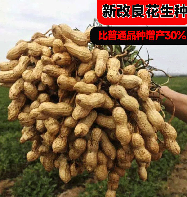 鲁花9号花生种子适合哪些地区种植?-粮油-淘宝百科网
