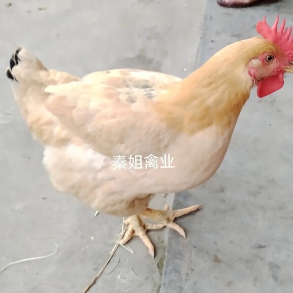 秦姐禽业