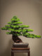 New Chinese-Style Artificial Welcoming Pine Green Plant Landscaping Living Room Bonsai Office Indoor Potted Plant Entrance Table Decoration