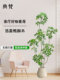 Artificial Duckbill Plant Greenery Large Floor-Standing Potted Plant for Living Room High-End Luxury Faux Plant Decoration Next to Sofa