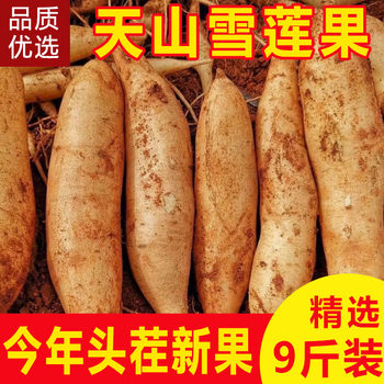 Yunnan tianshan yacon fresh fruit 10jin jin is equal to 0.5kg yellow flesh red heart first-class full box authentic seasonal agricultural products wholesale