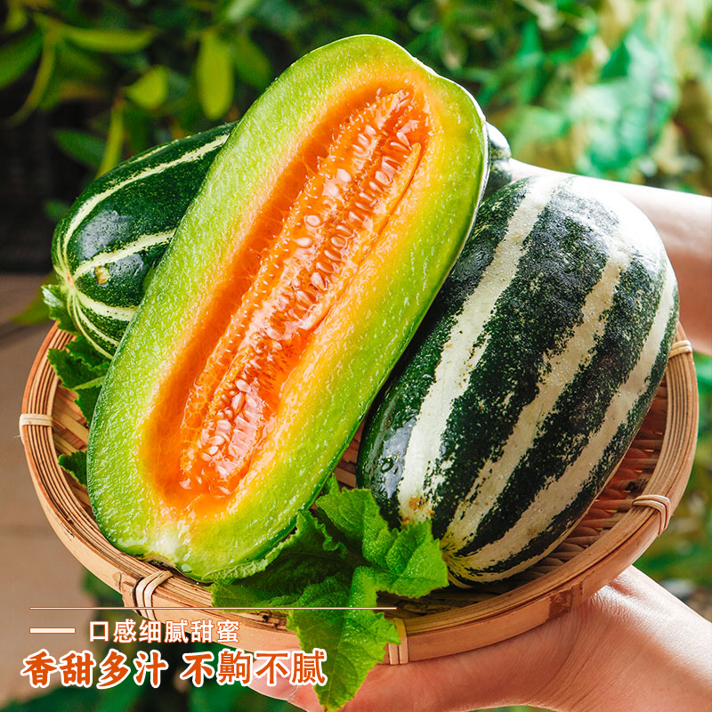 山东青州弥河银瓜：甜蜜诱惑，尝鲜必选的火银瓜甜瓜