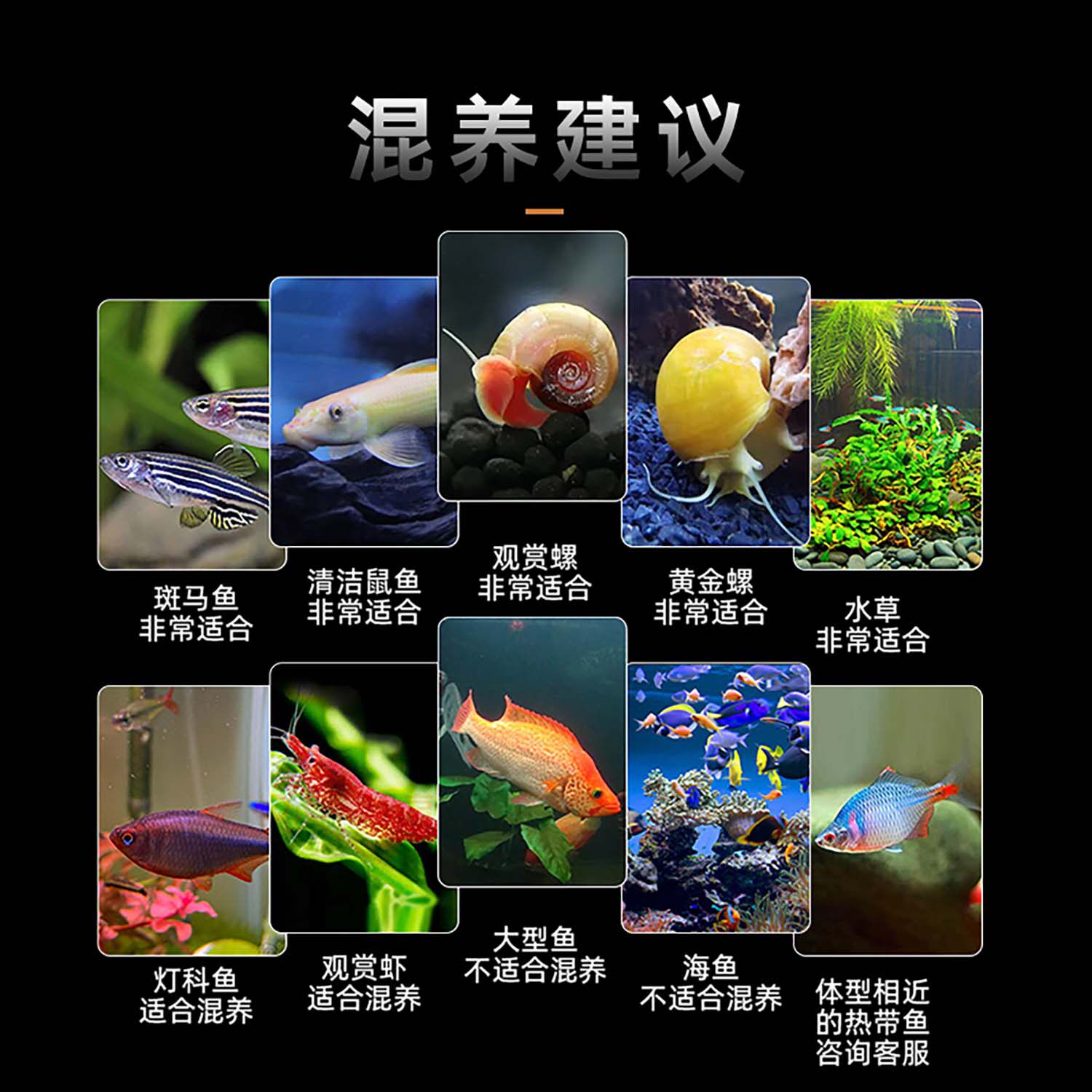 🌊 亲民价入手，高颜值孔雀鱼！观赏鱼新手必入好养耐活的热带小精灵🐠-鱼-淘宝好物网, image size:1500x1500