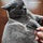 В Shushi SHUSHI есть проволочная расческа cat life Qin, расческа для домашних животных для удаления выпадающей шерсти, расческа для ухода за кошками и собаками для уменьшения выпадения шерсти mini 1