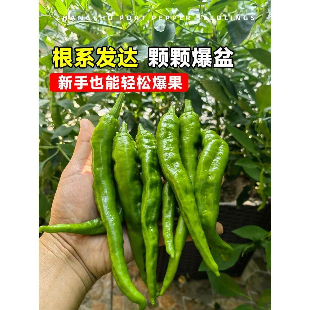 正宗樟树港辣椒苗，四季朝天椒的种植秘籍🌱-食虫植物-淘宝好物网
