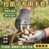 Special anti-slip coated palm for picking up mushrooms and farming