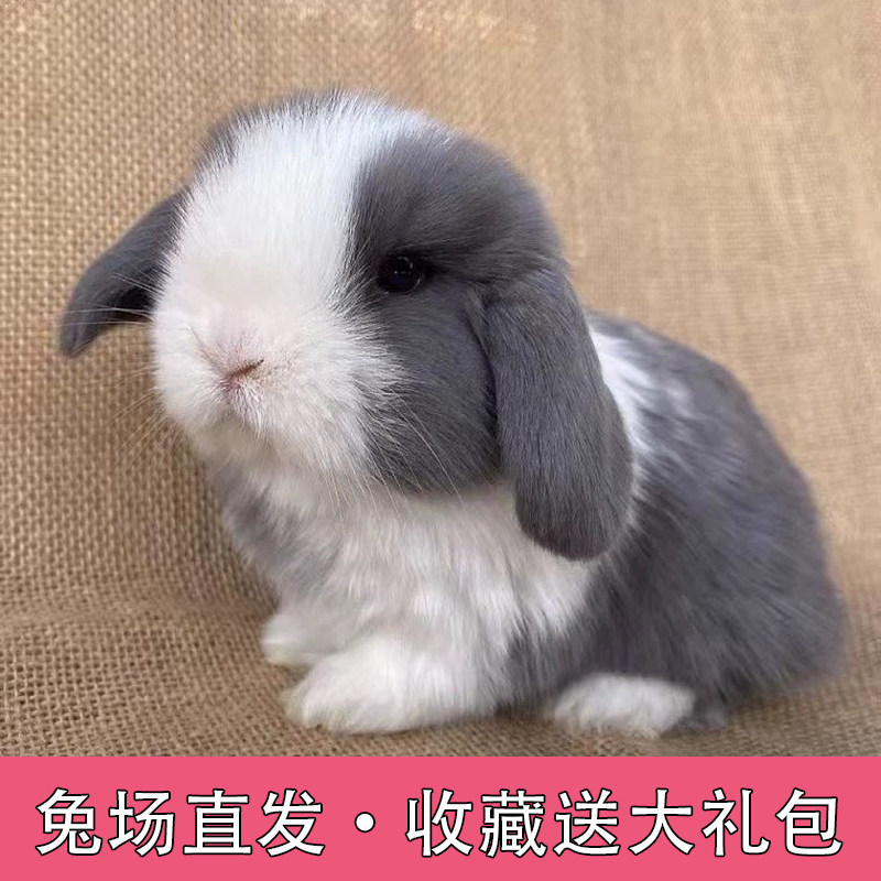宠物兔怎么选?茶杯兔、迷你侏儒兔、荷兰垂耳兔哪个更适合儿童养?-游戏大全-淘宝百科网