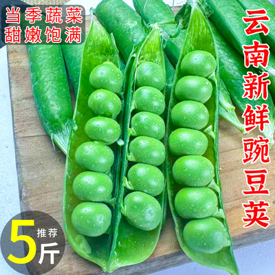 初柠柔 Юньнаньский горох, свежая юньнаньская очищенная зеленая фасоль, овощи, сладкие стручки, нежные 5 фунтов, сезонная, целая коробка, бесплатная доставка