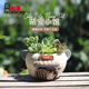 ROOGO If Creative Small Animal Succulent Resin Flower Pot Home Garden Garden Landscape Green Plant Pot Plant Ornaments