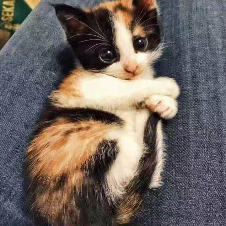 寻找到家的温暖—— 中华田园猫🐱🐾-猫咪-淘宝好物网